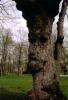 Ich habe noch nie einen so gütig und mild lächelnden baum gesehen!